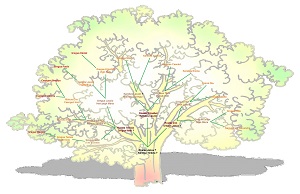 A Rostás család fája.